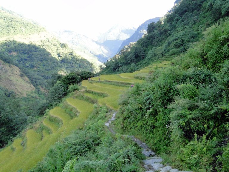 annapurnas-champs-terrasses-3-scaled